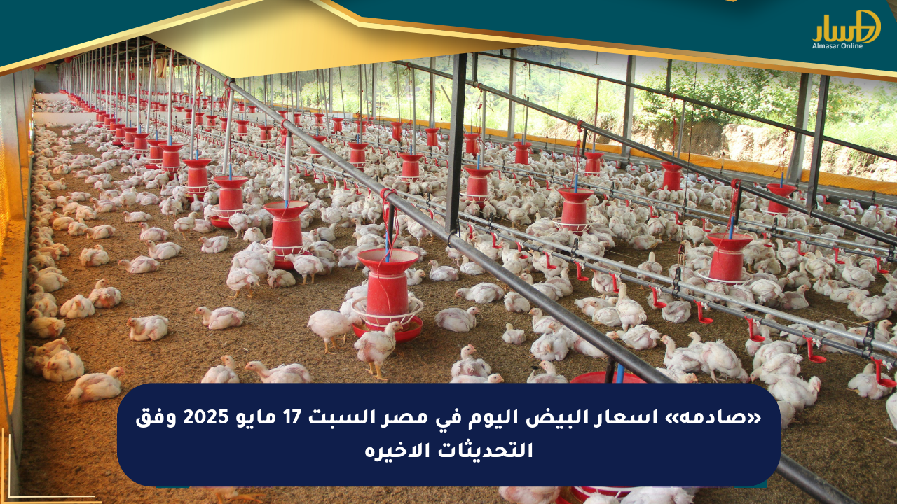 «صادمة» أسعار البيض اليوم في مصر السبت 17 مايو 2025 وفق التحديثات الأخيرة